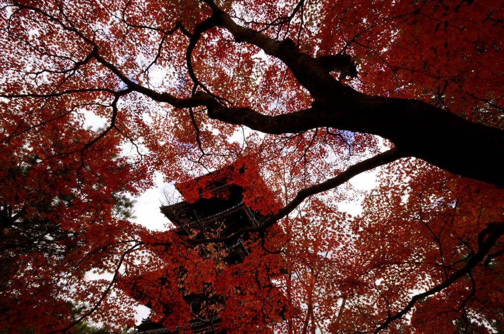 紅洛巡礼【仁和寺】