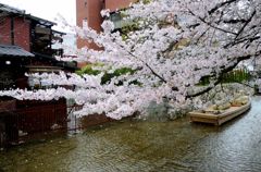 京都・桜浪漫譚Ⅳ（高瀬川一之船入り）