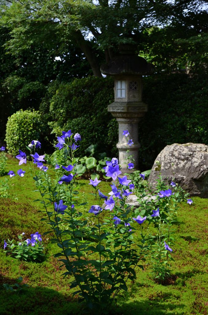 桔梗を愛でる・天得院