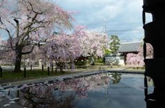 京都・桜浪漫譚Ⅺ(上品蓮台寺）