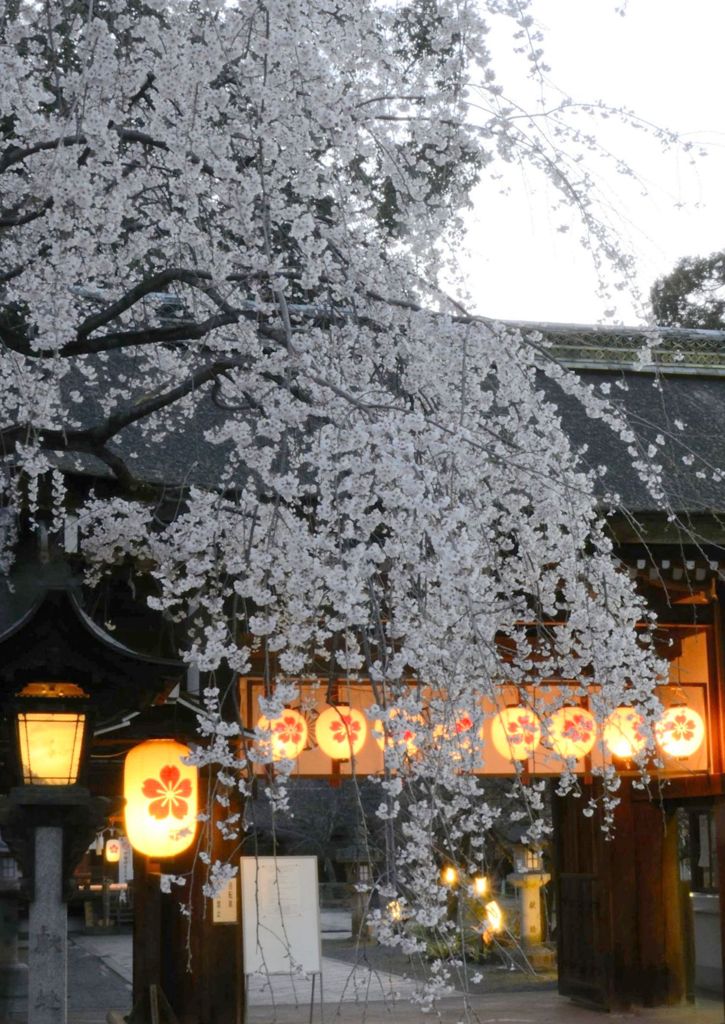 京都・早咲きの桜たち（平野神社）