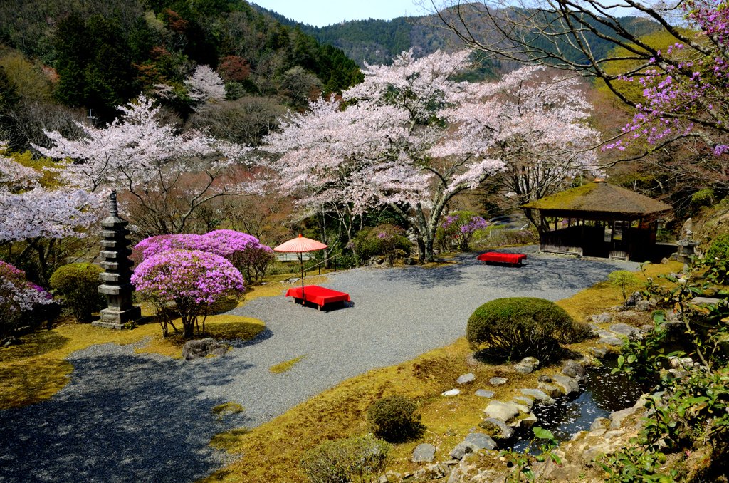 京都・桜浪漫譚⑭(白龍園）