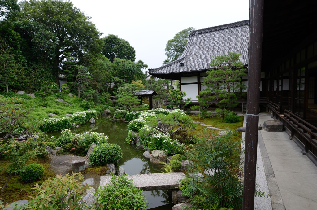 両足院・半夏生２