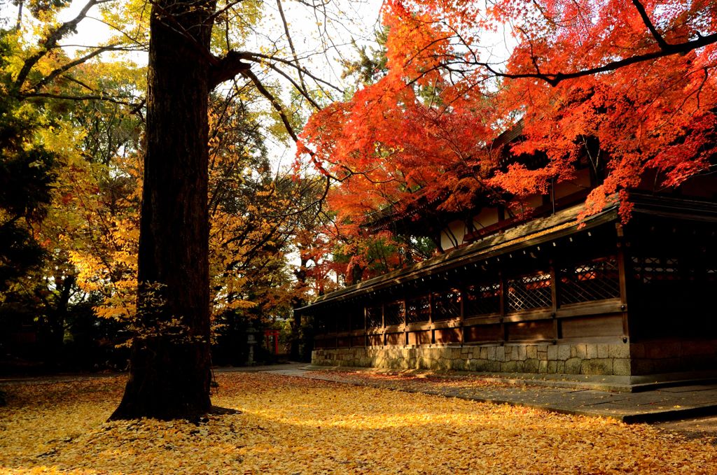 上御霊神社の落葉