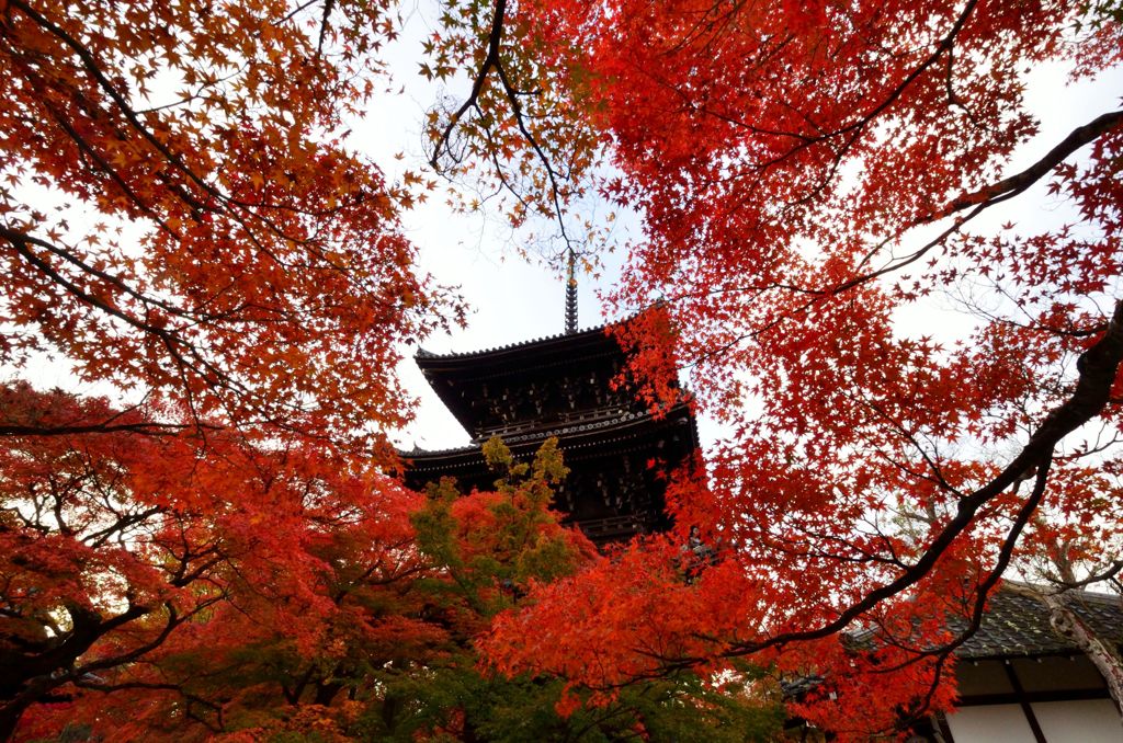 紅洛巡礼【真如堂】