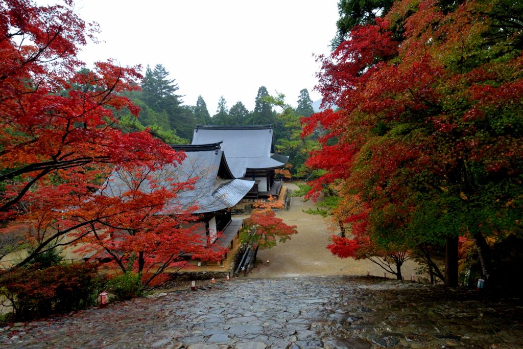 紅洛巡礼【神護寺】