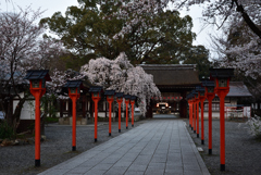 平野神社の忘春【平野神社】