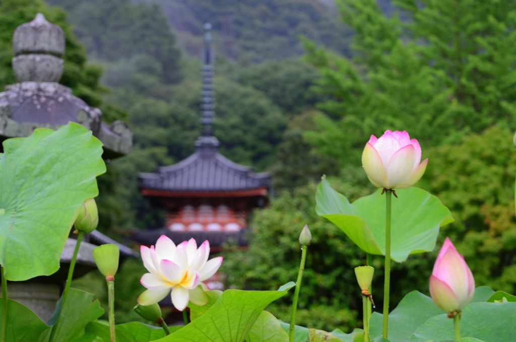 三室戸寺・蓮２