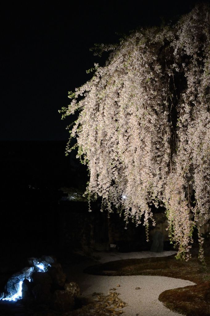 【京都・桜花伝2013】高台寺