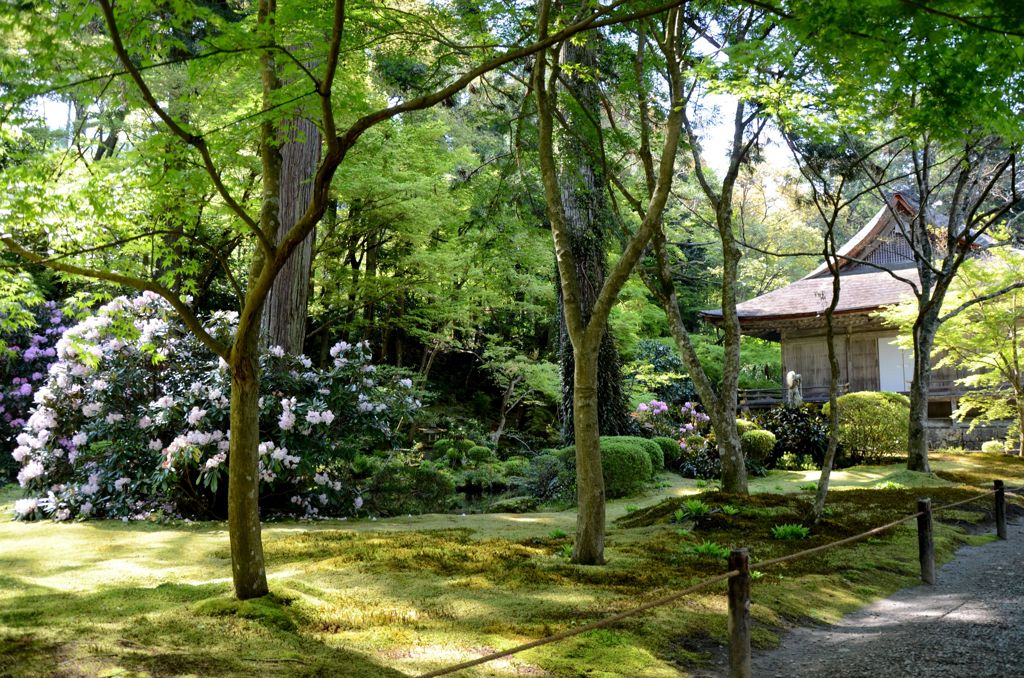 三千院・石楠花２