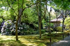 三千院・石楠花２