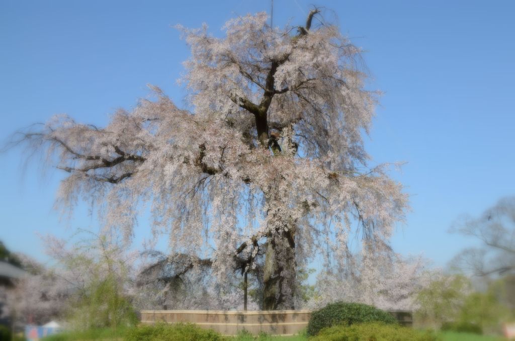 【桜の思い出】丸山公園