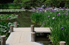 水無月（6月）の花・平安神宮２