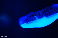 京都水族館２