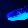 京都水族館２