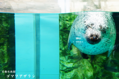 ゴマフアザラシ