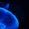 京都水族館３