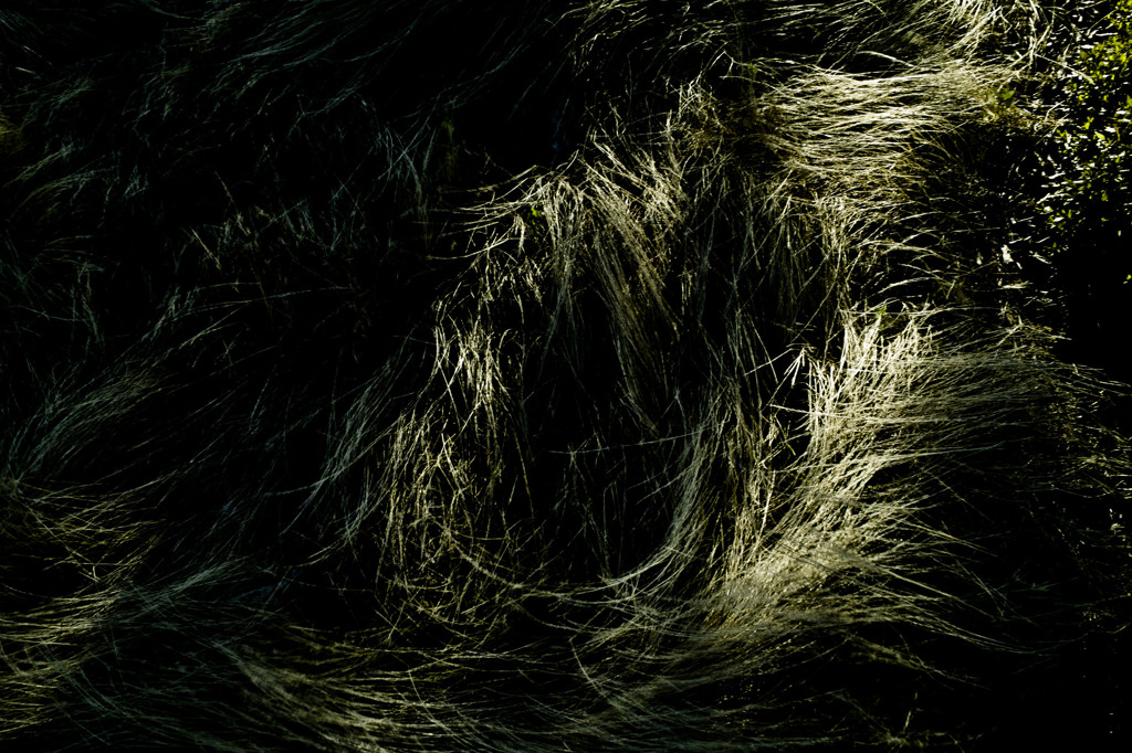 Surge