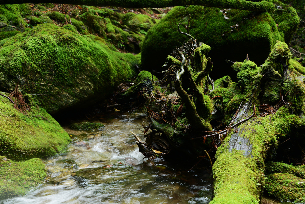 yakushima