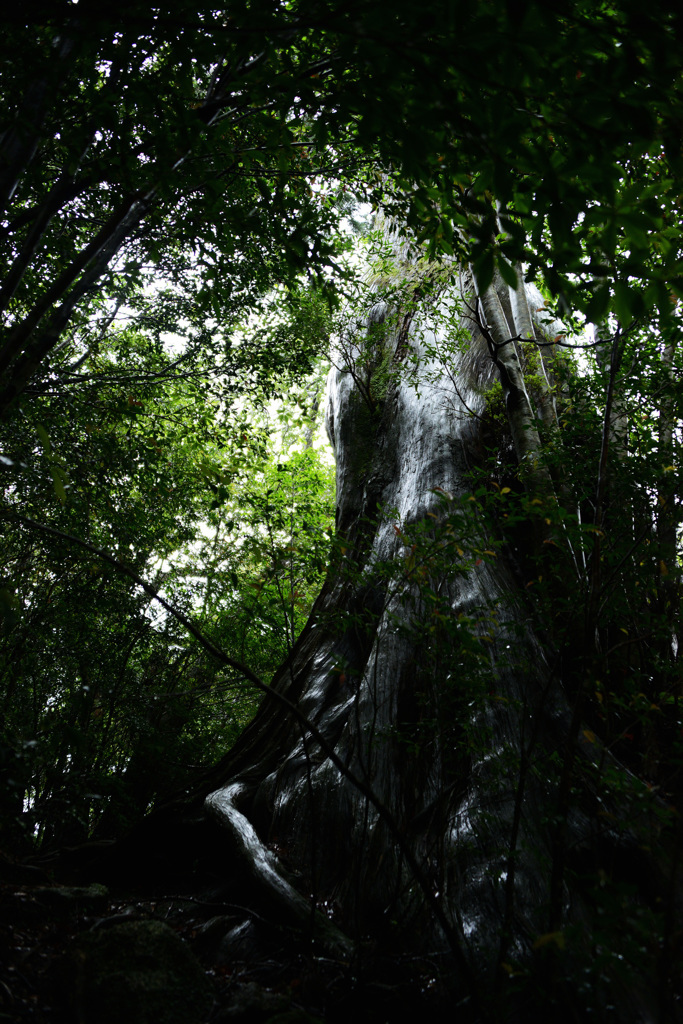 yakushima