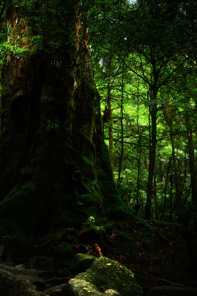 yakushima