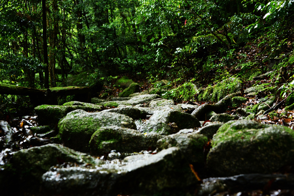 yakushima