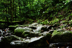 yakushima