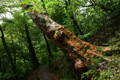 yakushima