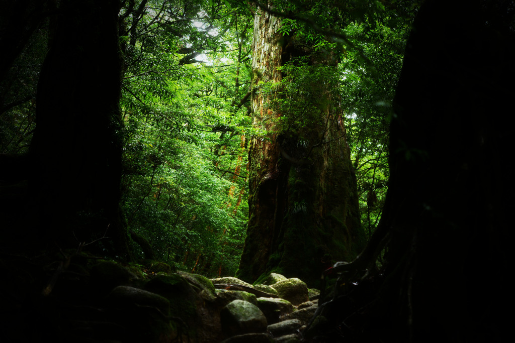 yakushima