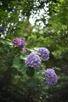 ひっそりと紫陽花