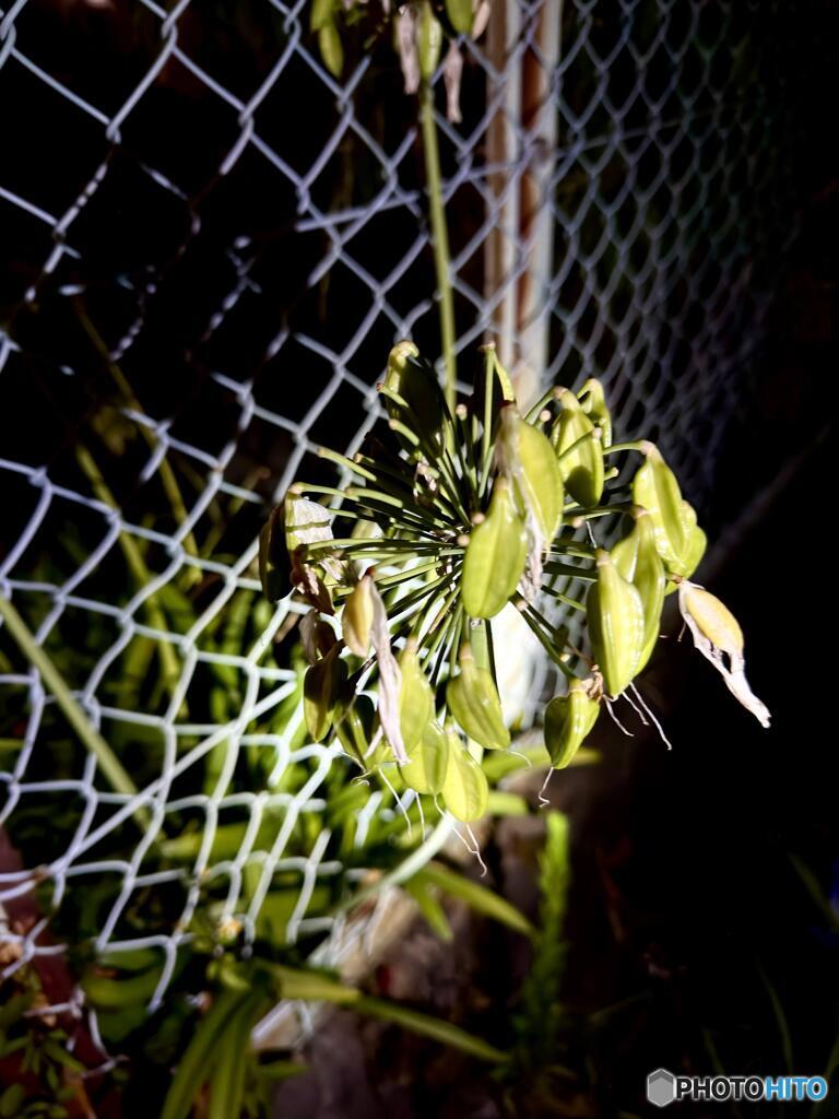 謎の草