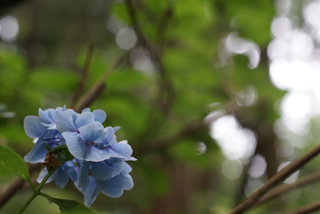 梅雨の忘れ物
