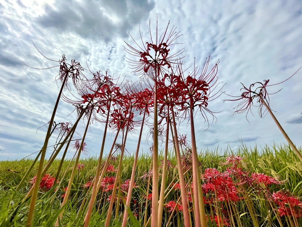 夏からずっと週末の天気に恵まれず、ひさしぶりのサイクリングはもう晩秋でした。