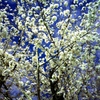 夜桜