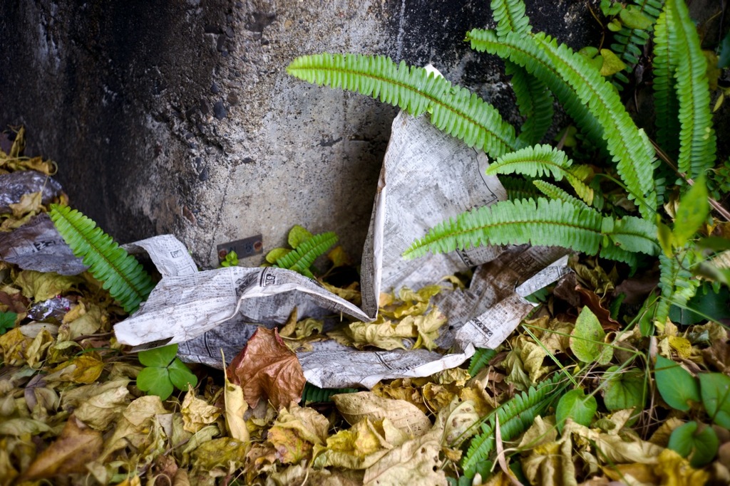 Fern evergreen