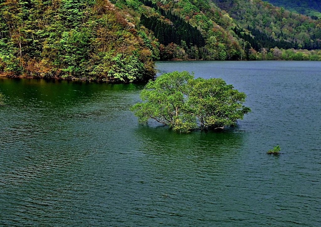 錦秋湖　水没林　日本縦断　２０