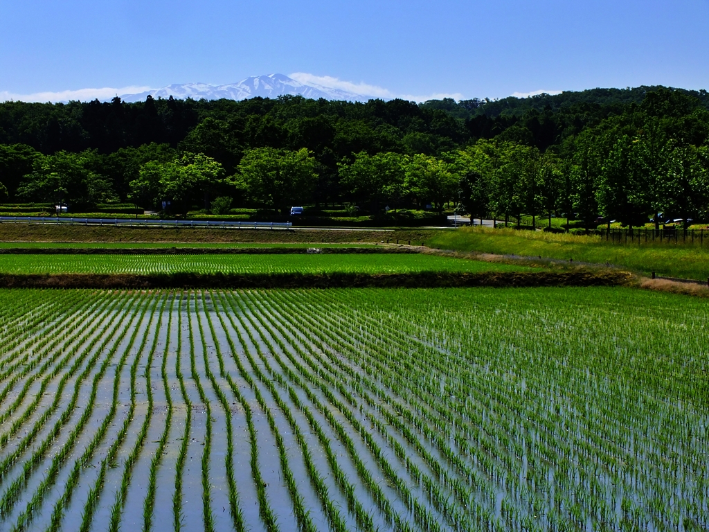 白山　小松市の水田から　日本縦断　６９