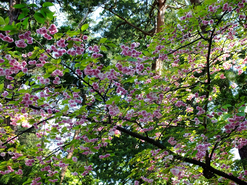 鶴ヶ城　関山　日本縦断　３０