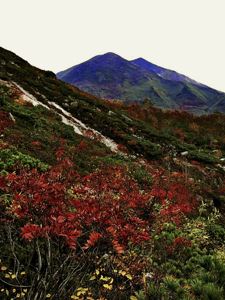 彼日　彼処で２　紅葉の樹海に潜り込む　ニセコ山系
