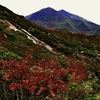 彼日　彼処で２　紅葉の樹海に潜り込む　ニセコ山系