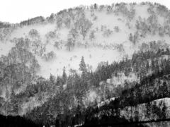 THE SPRUCE