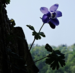 山寺　深山苧環　日本縦断　２８