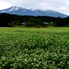 象潟　蕎麦の花　北歸行２０