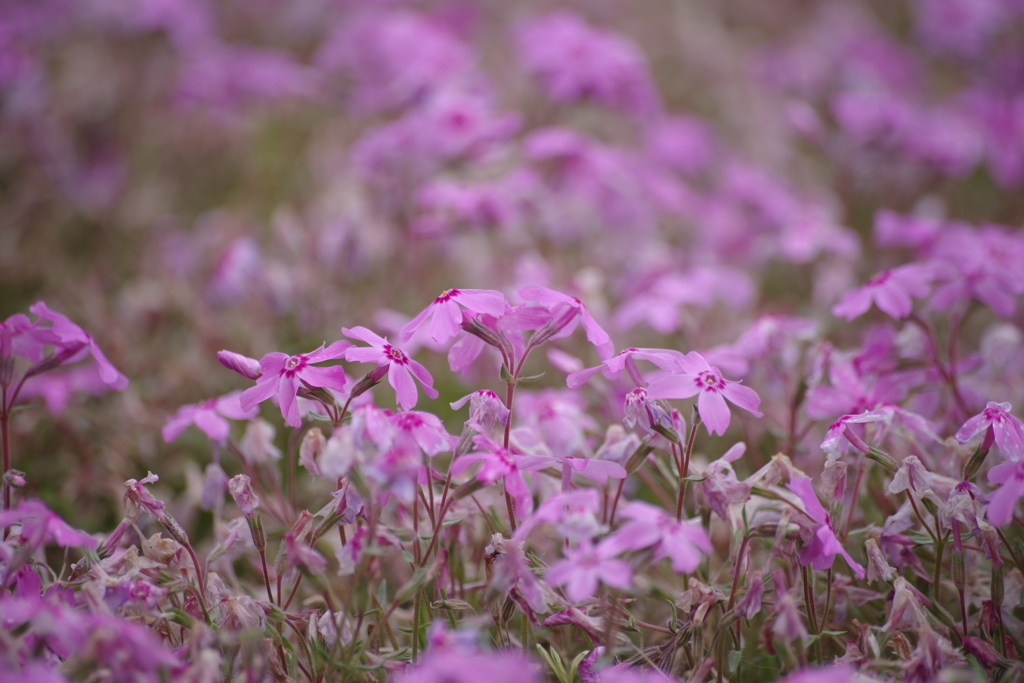 芝桜（羊山公園）