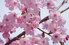 桜(大学) 2