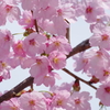 桜(大学) 2