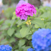紫陽花