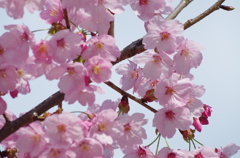 桜(大学) 4