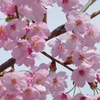 桜(大学) 4