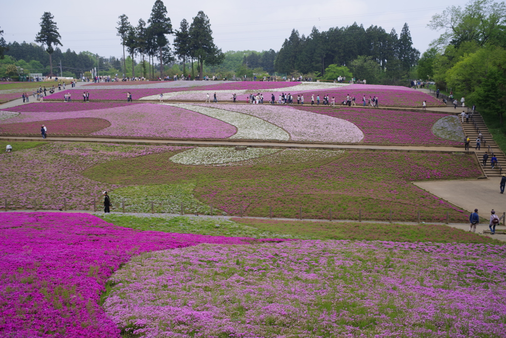 芝桜（羊山公園）